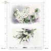 przebiśnieg, przebiśniegi, zawilec biały, zawilce białe, wiosenne kwiaty, białe kwiaty, ogród, łąka, wiosna, snowdrop, snowdrops, white anemone, anemones, spring flowers, white flowers, garden, meadow, spring, Schneeglöckchen